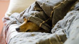pet friendly hotels Bangkok